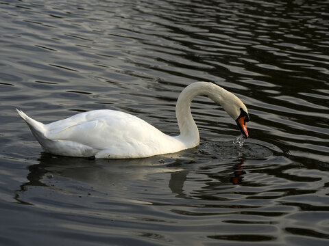 Beautiful white swan on the water with a reflection on the surface, water dripping from its beak