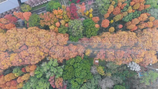 Hubei Wuhan East Lake Scenic Area Autumn Aerial Photography Scenery