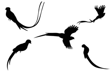 birds silhouettes on white background, the resplendent quetzal bird
