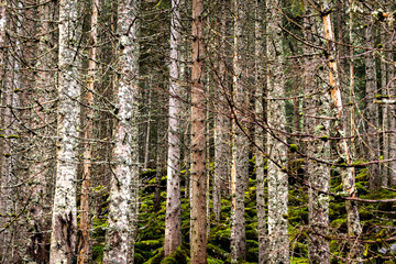 Fototapeta premium Herbstlandscha