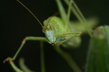 Frontal closeup on a brilliant green Sickle-bearing Bush-Cricket, Phaneroptera falcata in the vegetation