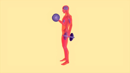 Fototapeta na wymiar Abstract 3D anatomy of a man doing biceps curls