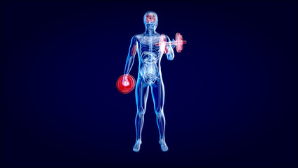 3D Illustration of an Anatomy of a X-ray man doing Biceps Curls
