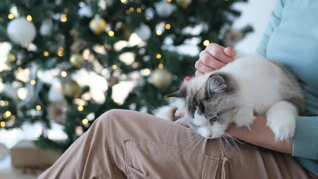 Ragdoll Cat Lying On Legs Of Girl Owner In Christmas Time In Room With Festive Tree And Lights On Background. Young Woman With Feline Pet In New Year Holidays