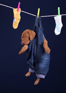 Cute funny Hungarian Vizsla puppy drying on a clothesline