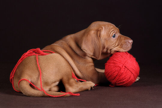 Cute little Hungarian Vizsla puppy with a ball of red thread
