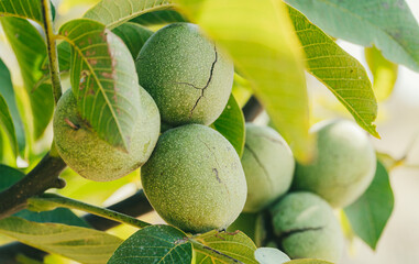 Green Cracked Walnuts on the tree branch close-up
