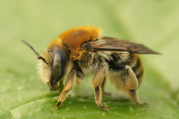 Closeup on byssal resin-leafcutter solitary bee, trachusa byssina, sitting on a green leaf