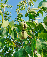 Green Cracked Walnuts on the tree branch close-up