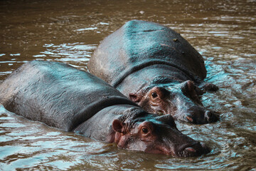 African wild hippopotamus under water poking out eyes