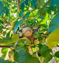Green Cracked Walnuts on the tree branch close-up