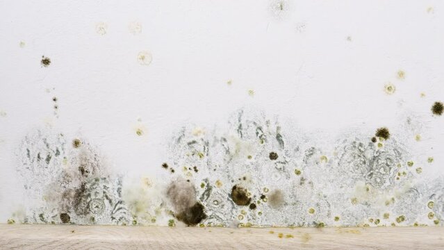 Mould and fungus on wall. Problem of ventilation, dampness, cold indoors in home.