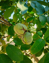 Green Cracked Walnuts on the tree branch close-up