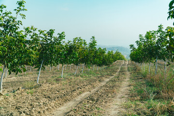 Green Walnut Orchard Drone shot 