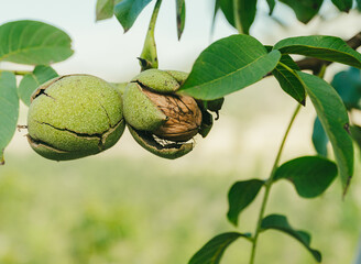 Green Cracked Walnuts on the tree branch close-up