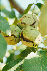 Green Cracked Walnuts on the tree branch close-up