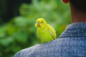 Beautiful bird with people