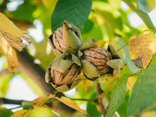 Green Cracked Walnuts on the tree branch close-up