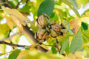 Green Cracked Walnuts on the tree branch close-up