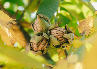 Green Cracked Walnuts on the tree branch close-up