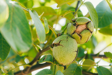 Green Cracked Walnuts on the tree branch close-up