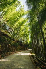 Path In Bamboo Forest