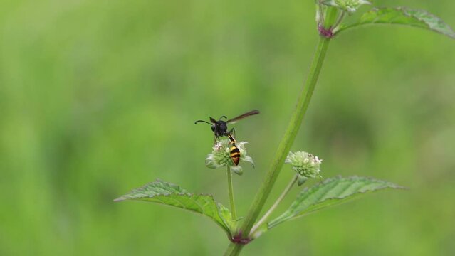 Polistes , Potter wasps,Mason wasps,Waps yellow jacket,Delta campaniforme, podynerus troglodytes,Delta esuriens, Eumenes aff. punctatus,Omicroides, Phimenes flavopictus
