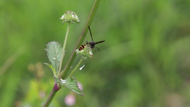 Polistes , Potter wasps,Mason wasps,Waps yellow jacket,Delta campaniforme, podynerus troglodytes,Delta esuriens, Eumenes aff. punctatus,Omicroides, Phimenes flavopictus

