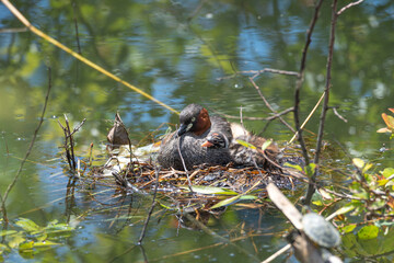 カイツブリの親子