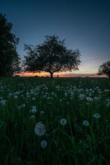 sunset over the dandelions field