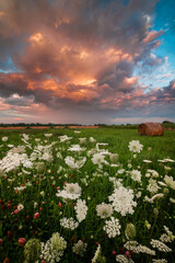 sunset over the field