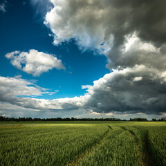thunder clouds over the field
