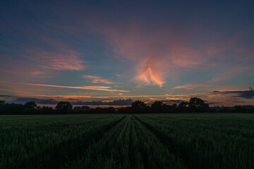 sunset over the field