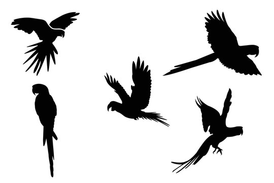 Vector parrot silhouettes, macaw parrot white background,