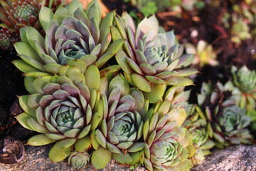 rojnik Sempervivum 'Kwabbenoot'