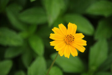 Obraz premium Macro details of summer sulfur Cosmos flower.