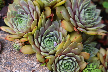 Fototapeta premium rojnik Sempervivum 'Kwabbenoot'
