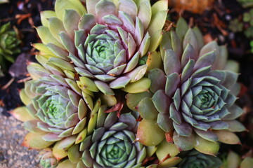 rojnik Sempervivum 'Kwabbenoot'