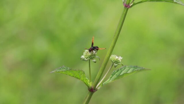 Polistes , Potter wasps,Mason wasps,Waps yellow jacket,Delta campaniforme, podynerus troglodytes,Delta esuriens, Eumenes aff. punctatus,Omicroides, Phimenes flavopictus
