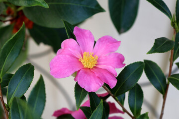 Pink-colored Sasanqua camellia (Camellia sasanqua) in bloom : pix SShukla