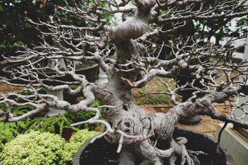 Fototapeta na wymiar This is a photo of various types of bonsai.