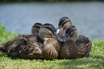 Four ducks snuggle on the lawn together