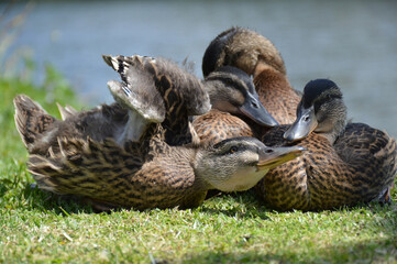 Four ducks snuggle on the lawn together