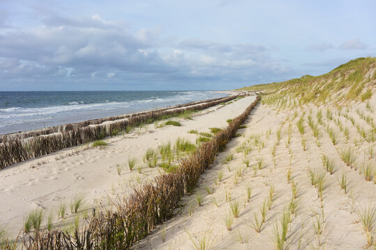 Dünen und mit Strandhafer bepflanzter Dünenschutz an der Nordsee