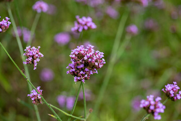 Close up photo of Verbena Flower and blurred background.