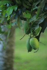 Some mangoes in the middle of beautiful nature