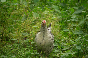 The chicken walking in the green grass.