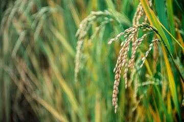 Ear of rice. Close-up to rice seeds in ear of paddy