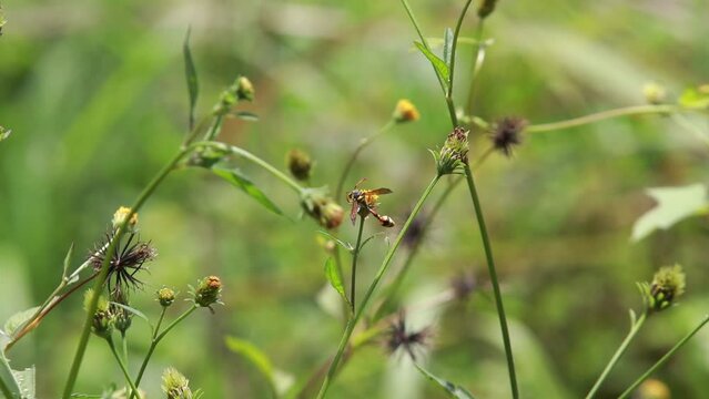 Polistes , Potter wasps,Mason wasps,Waps yellow jacket,Delta campaniforme, podynerus troglodytes,Delta esuriens, Eumenes aff. punctatus,Omicroides, Phimenes flavopictus
