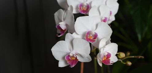 Close-up of white orchids (phalaenopsis) against dark background